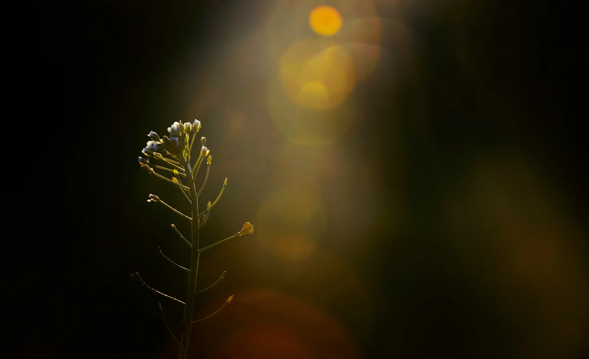 Trang ta 50xn7cidjcc unsplash 1